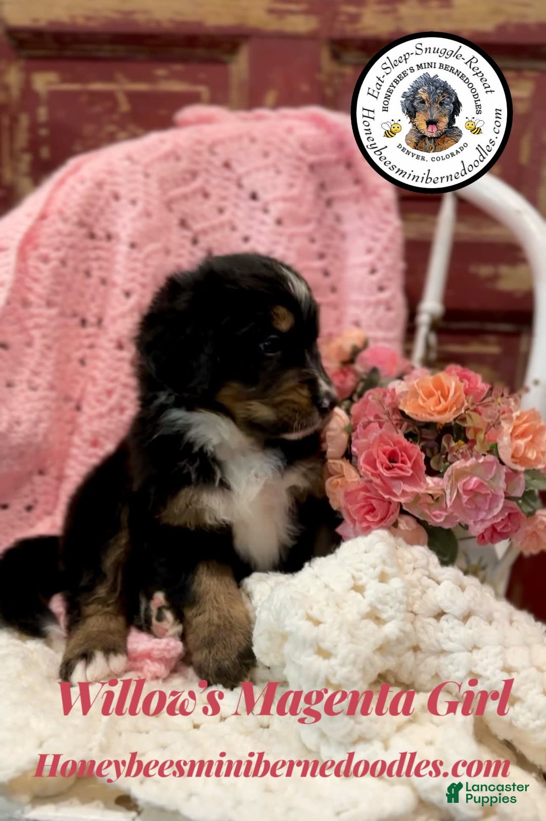 Mini Bernedoodle dogs for sale: Willows Magenta Girl - Image 16