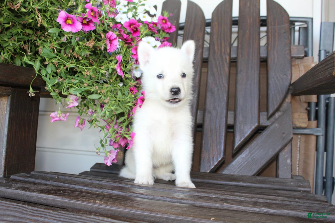 German Shepherd dogs for sale: Justin - Image 6