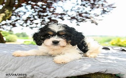 Cavapoo dogs for sale: Lux - Image 2