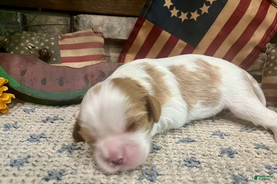 Cavalier King Charles Spaniel dogs for sale: Sparkey - Image 6