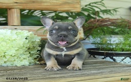 French Bulldog dogs for sale: Tootsie - Image 4