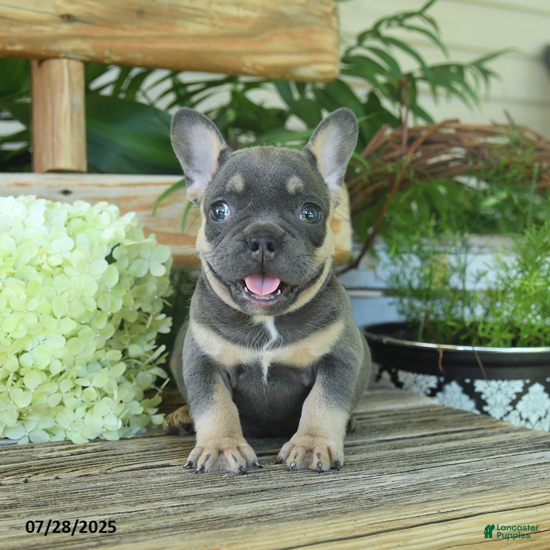 French Bulldog dogs for sale: Tootsie - Image 4