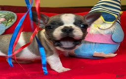French Bulldog dogs for sale: Luke - Image 5