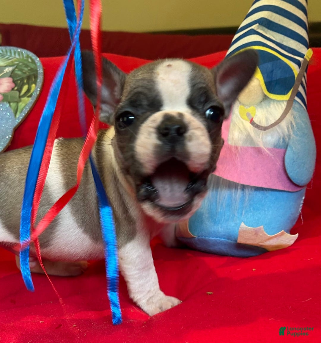 French Bulldog dogs for sale: Luke - Image 5