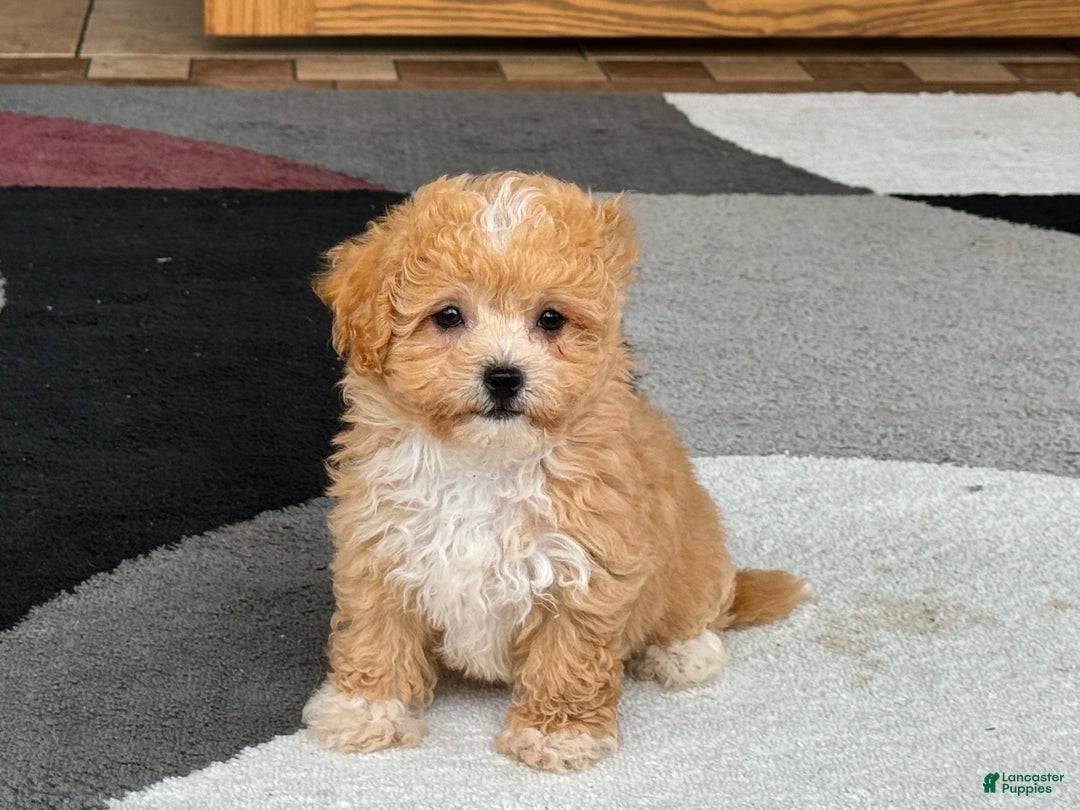 Coton De Tulear dogs for sale: Corrie - Image 1