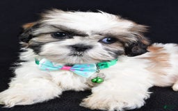 Shih Tzu dogs for sale: Theadore - Image 2