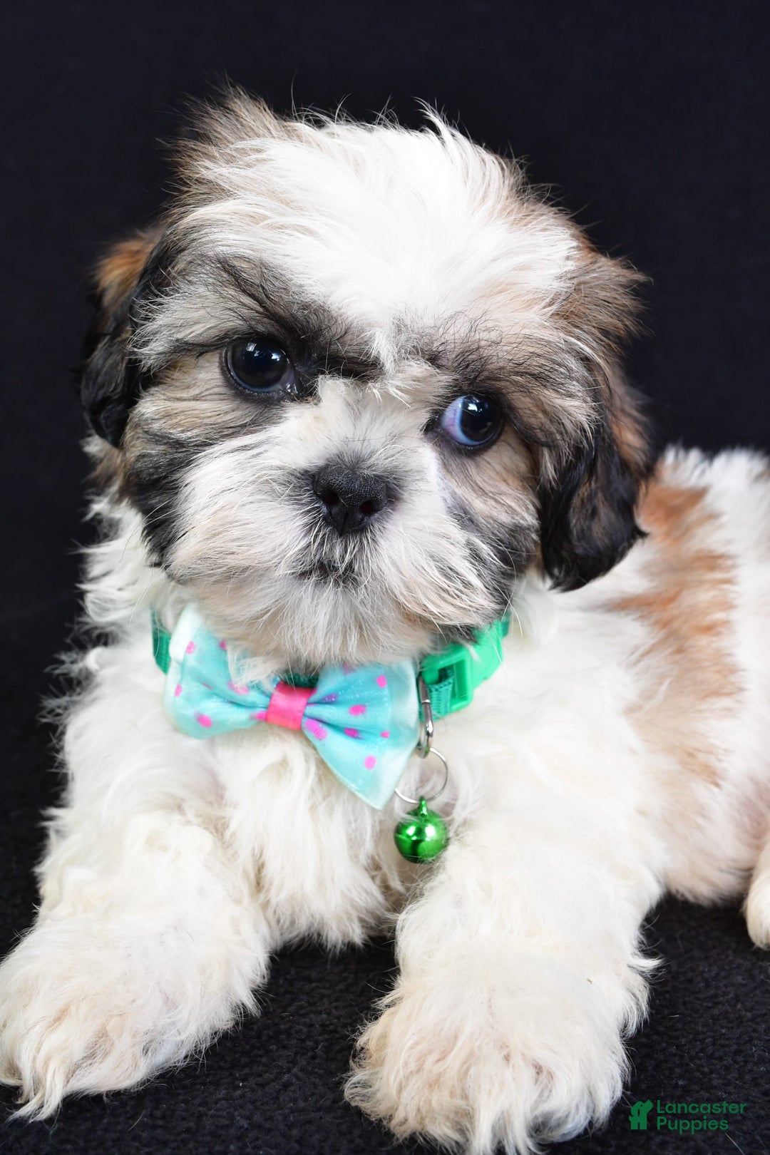Shih Tzu dogs for sale: Theadore - Image 2