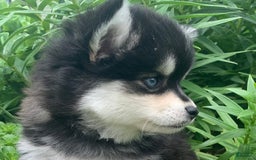 Alaskan Klee Kai dogs for sale: Kai  Toy Boy - Image 6