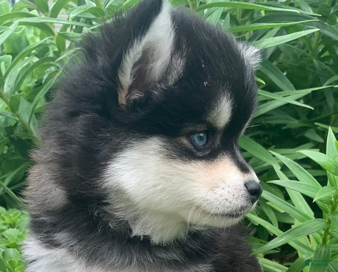 Alaskan Klee Kai dogs for sale: Kai  Toy Boy - Image 6