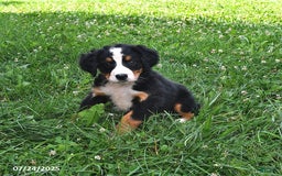 Bernese Mountain Dog dogs for sale: Licia - Image 10