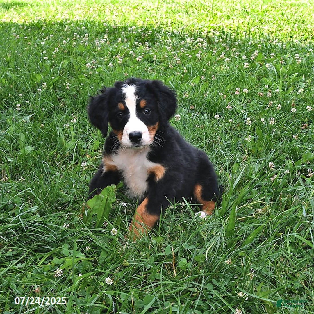 Bernese Mountain Dog dogs for sale: Licia - Image 10