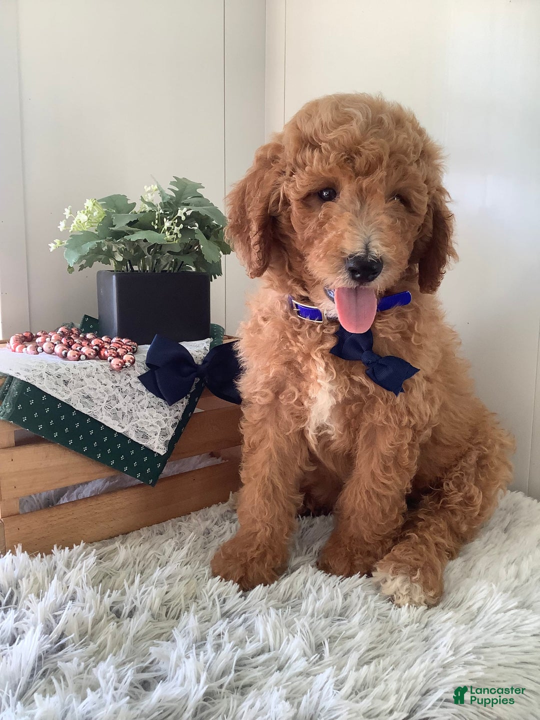 Goldendoodle dogs for sale: Kobe F2b - Image 4