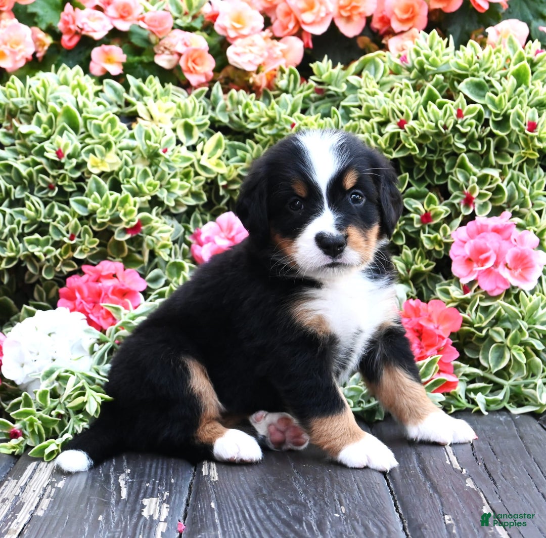Bernese Mountain Dog dogs for sale: Ivory - Image 3