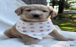 Labradoodle dogs for sale: Caramel - Image 10