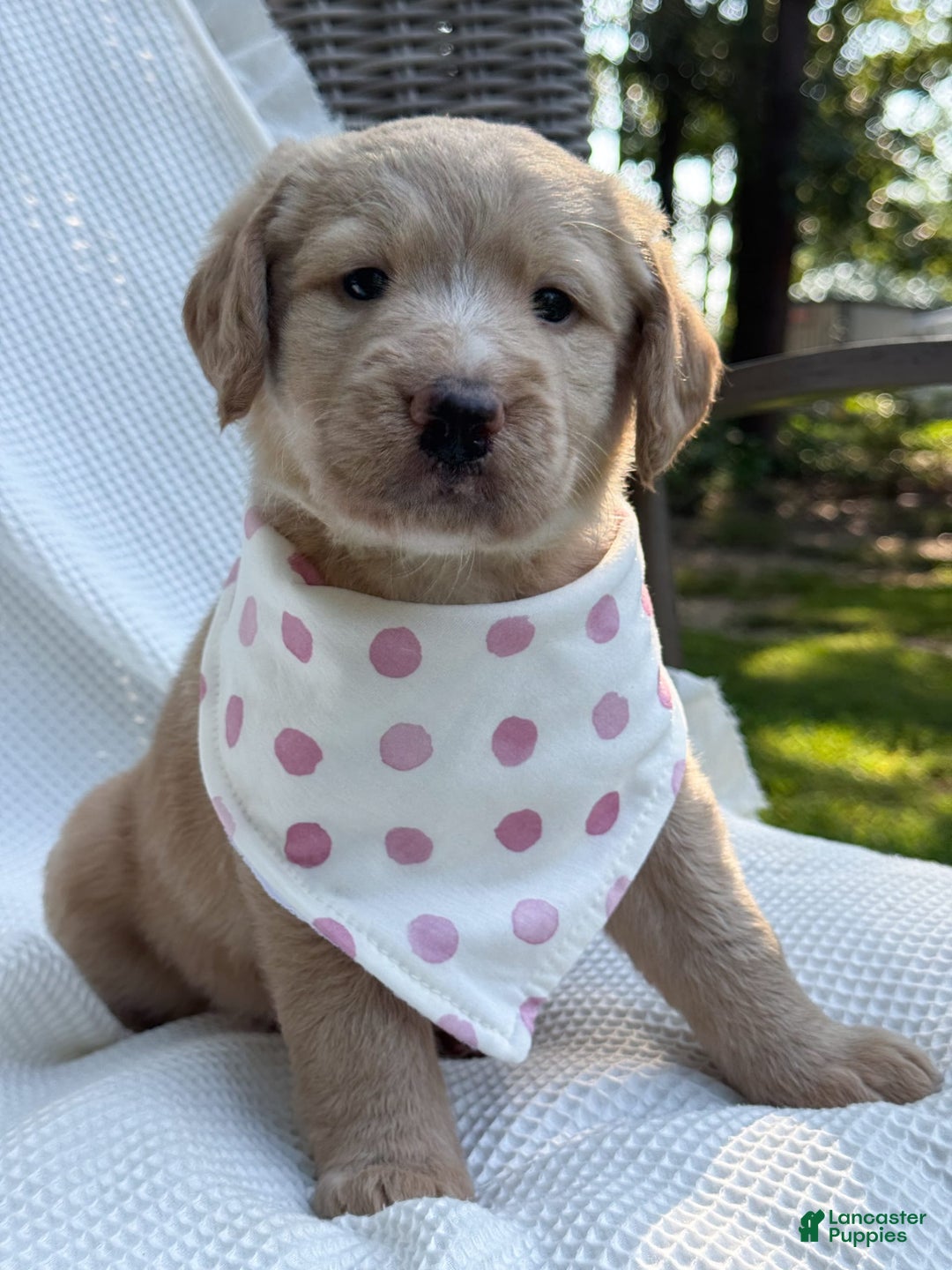Labradoodle dogs for sale: Caramel - Image 10
