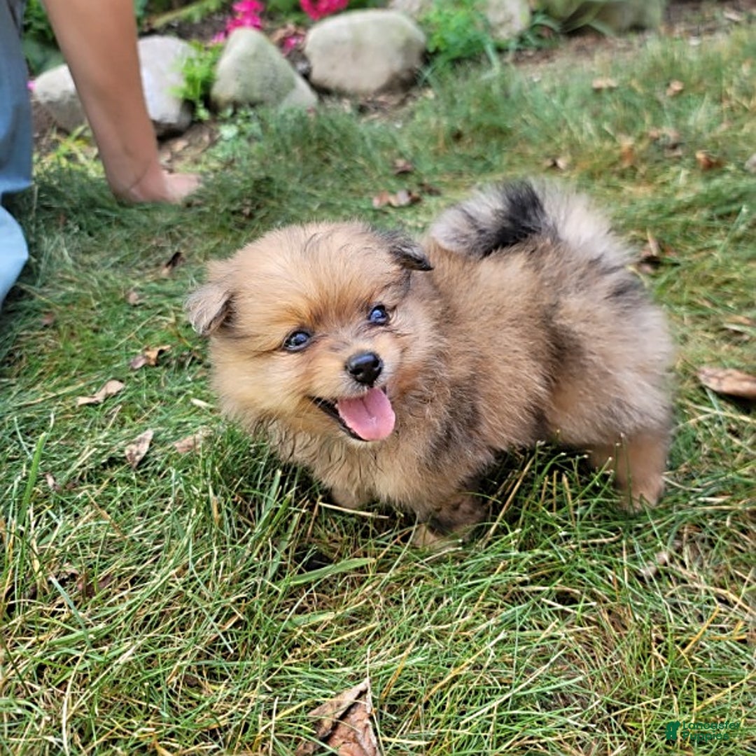 Pomeranian dogs for sale: Cody - Image 4