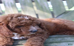 Cavapoo dogs for sale: Sterling - Image 2