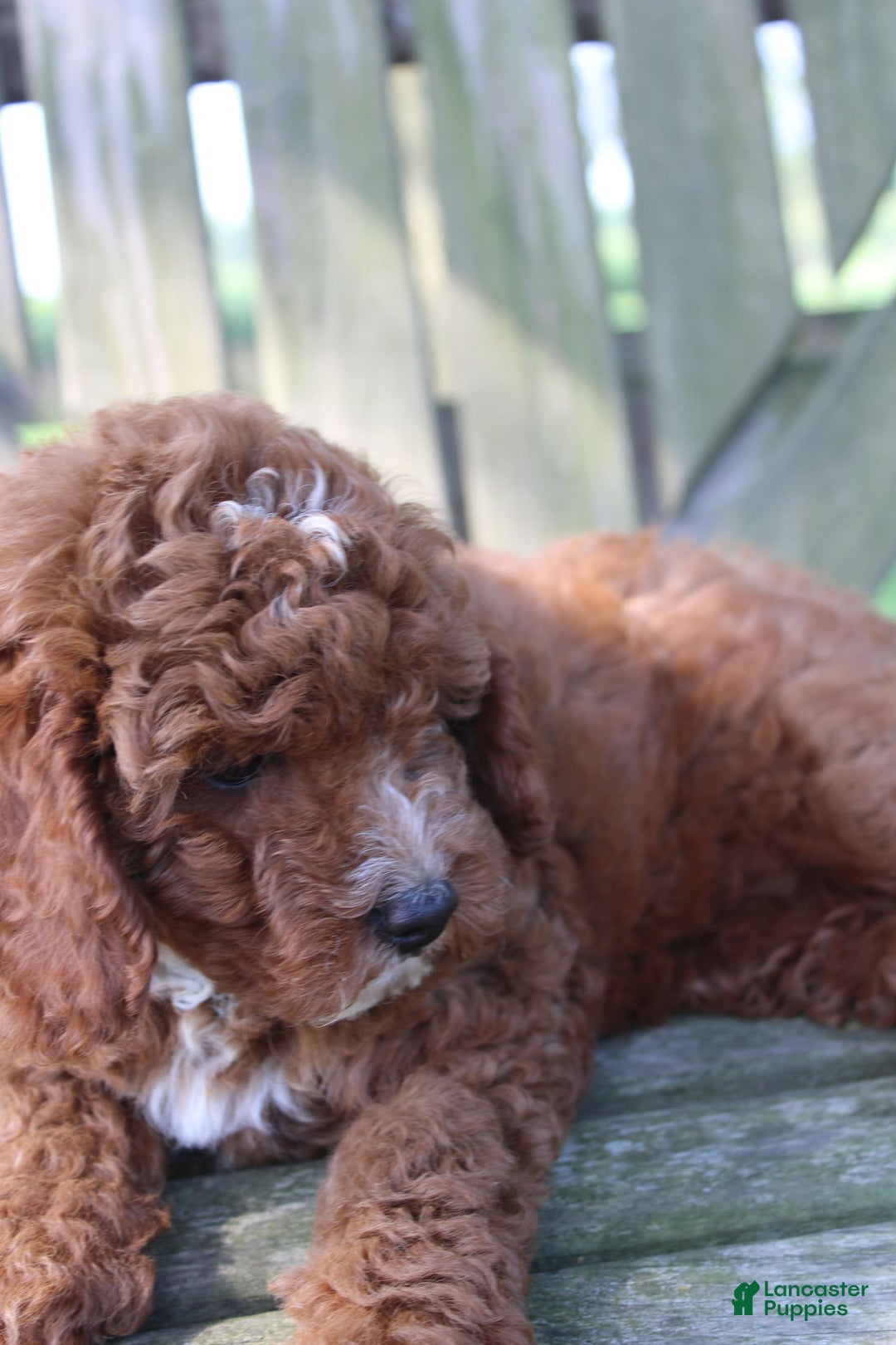 Cavapoo dogs for sale: Sterling - Image 2