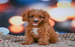 Cavapoo dogs for sale: Phoebe - Image 5