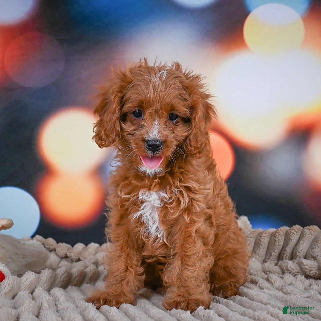 Cavapoo dogs for sale: Phoebe - Image 5