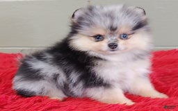 Pomeranian dogs for sale: Oliver - Image 3