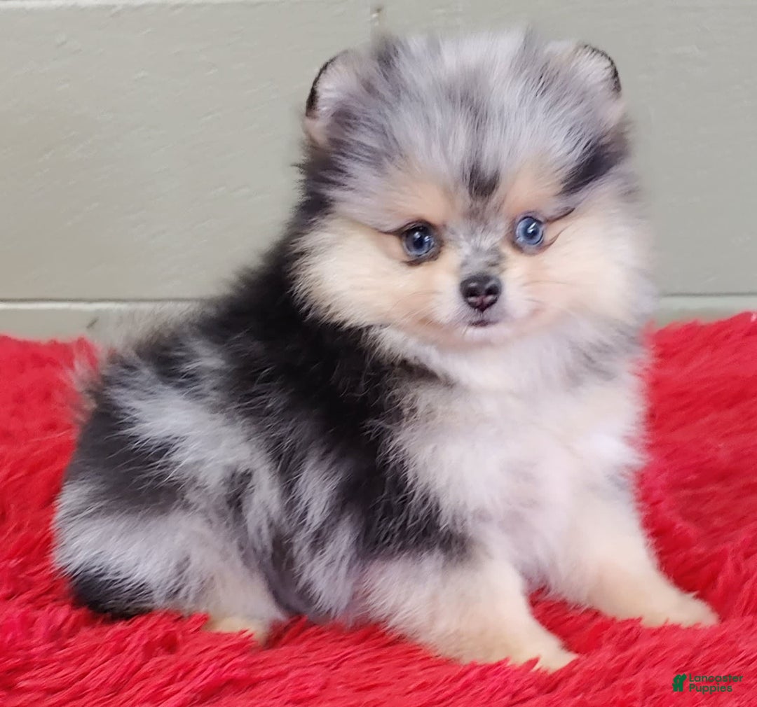 Pomeranian dogs for sale: Oliver - Image 3