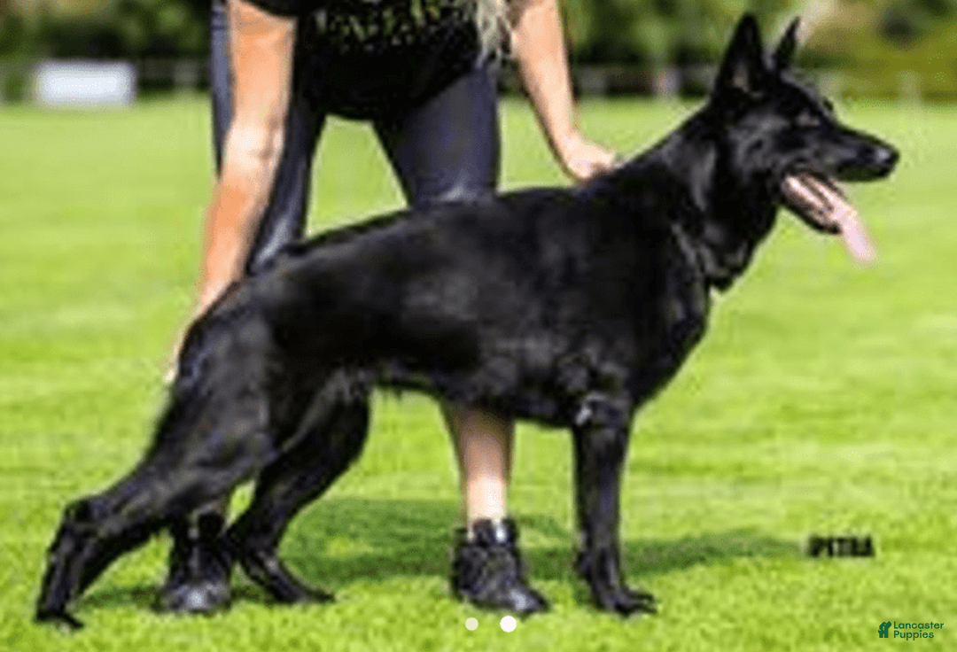 German Shepherd dogs for sale: Red Girl - Image 2