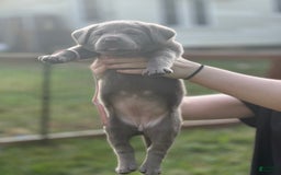 Labrador Retriever dogs for sale: Sammy - Image 2