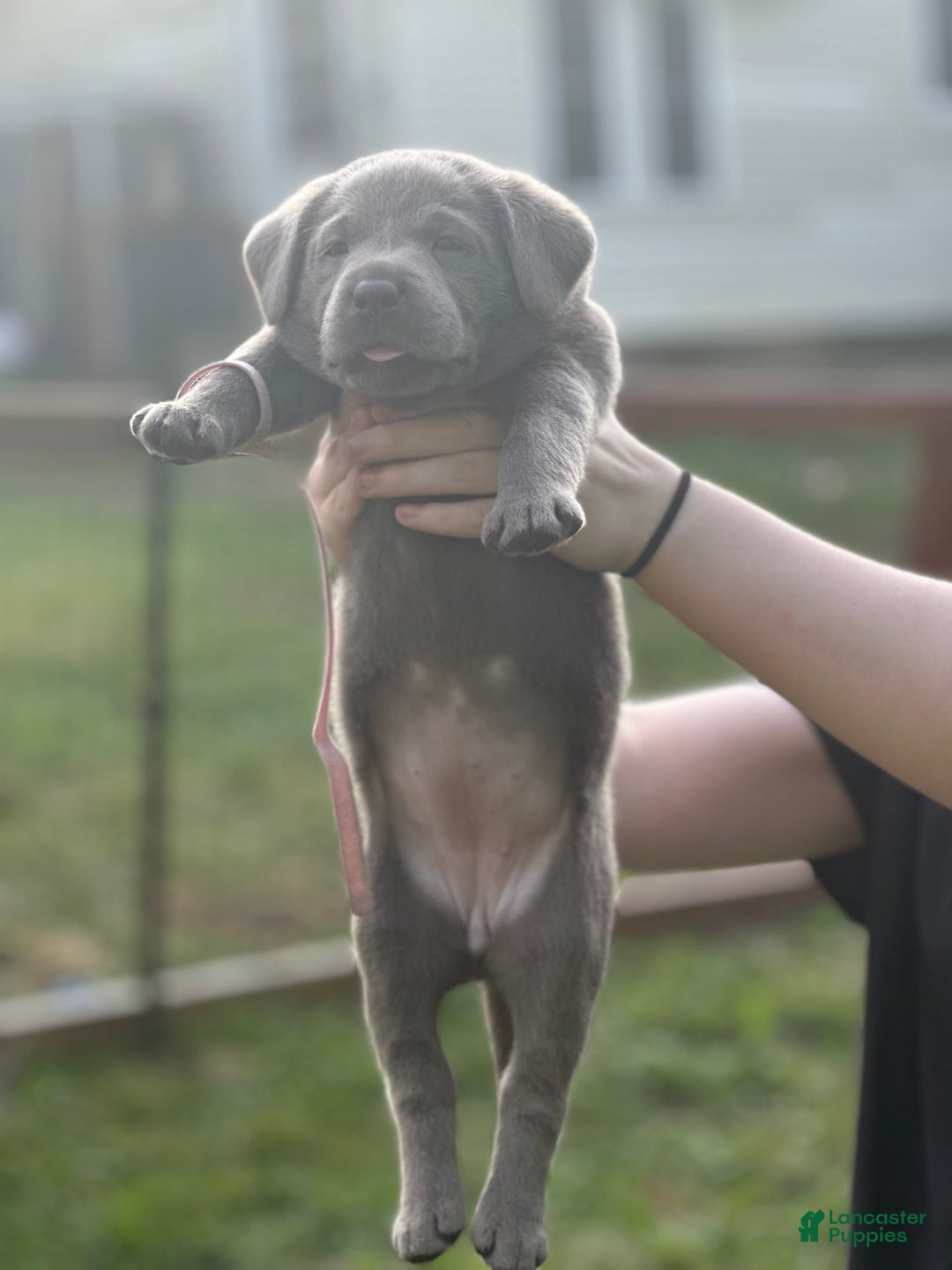 Labrador Retriever dogs for sale: Sammy - Image 2