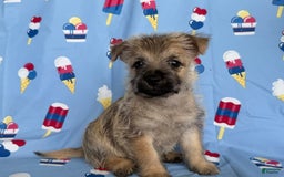 Cairn Terrier dogs for sale: Jay - Image 3