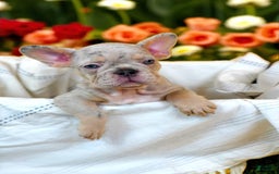 French Bulldog dogs for sale: Luna - Image 4