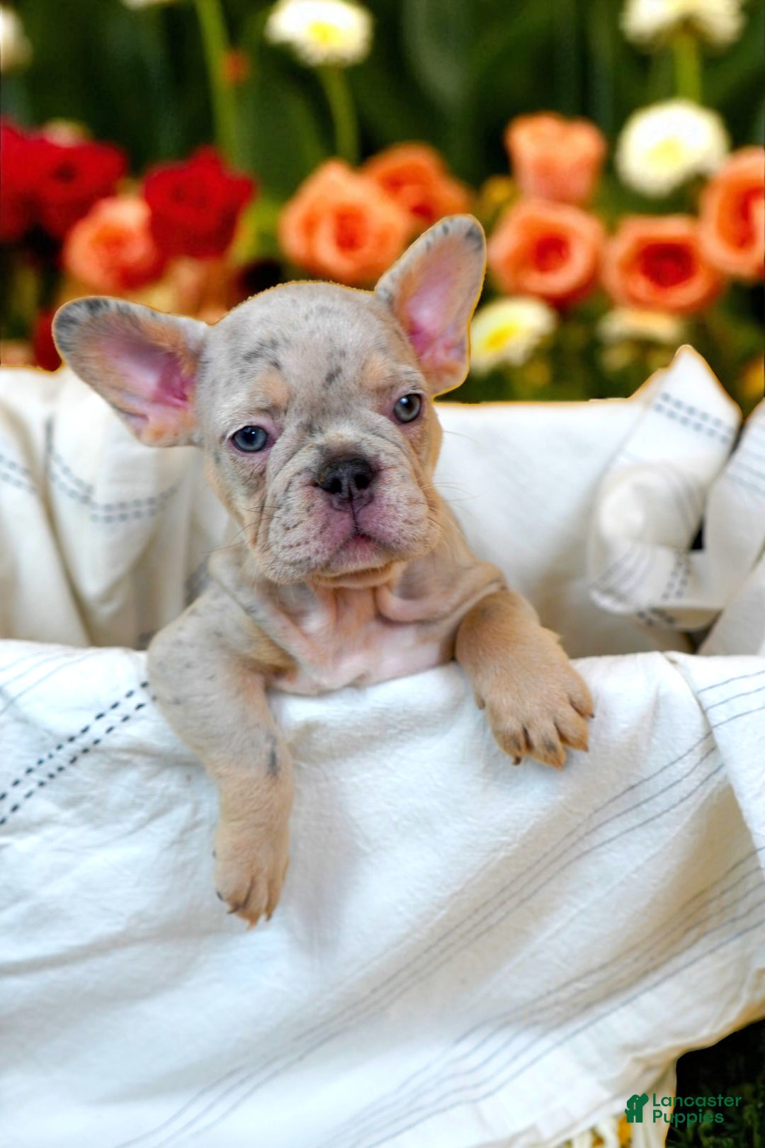 French Bulldog dogs for sale: Luna - Image 4