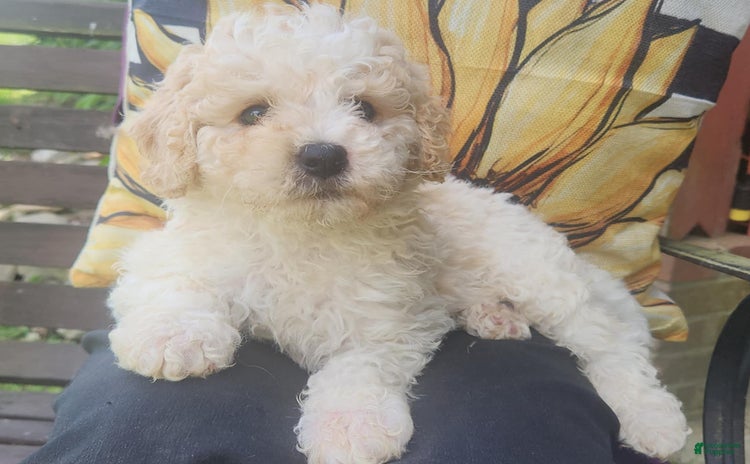 Mini Bernedoodle dogs for sale - Ad 5