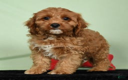 Cavapoo dogs for sale: Irresistable - Image 2