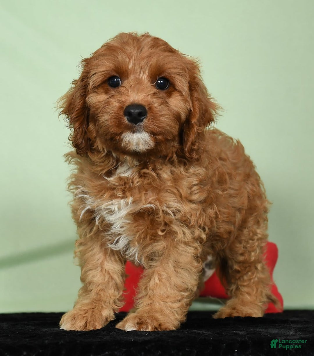 Cavapoo dogs for sale: Irresistable - Image 2