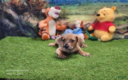 Catahoula Leopard Dog dogs for sale: Houdini 2025 Female 1 - Image 8