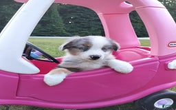 Miniature Australian Shepherd dogs for sale: Hendrik - Image 4