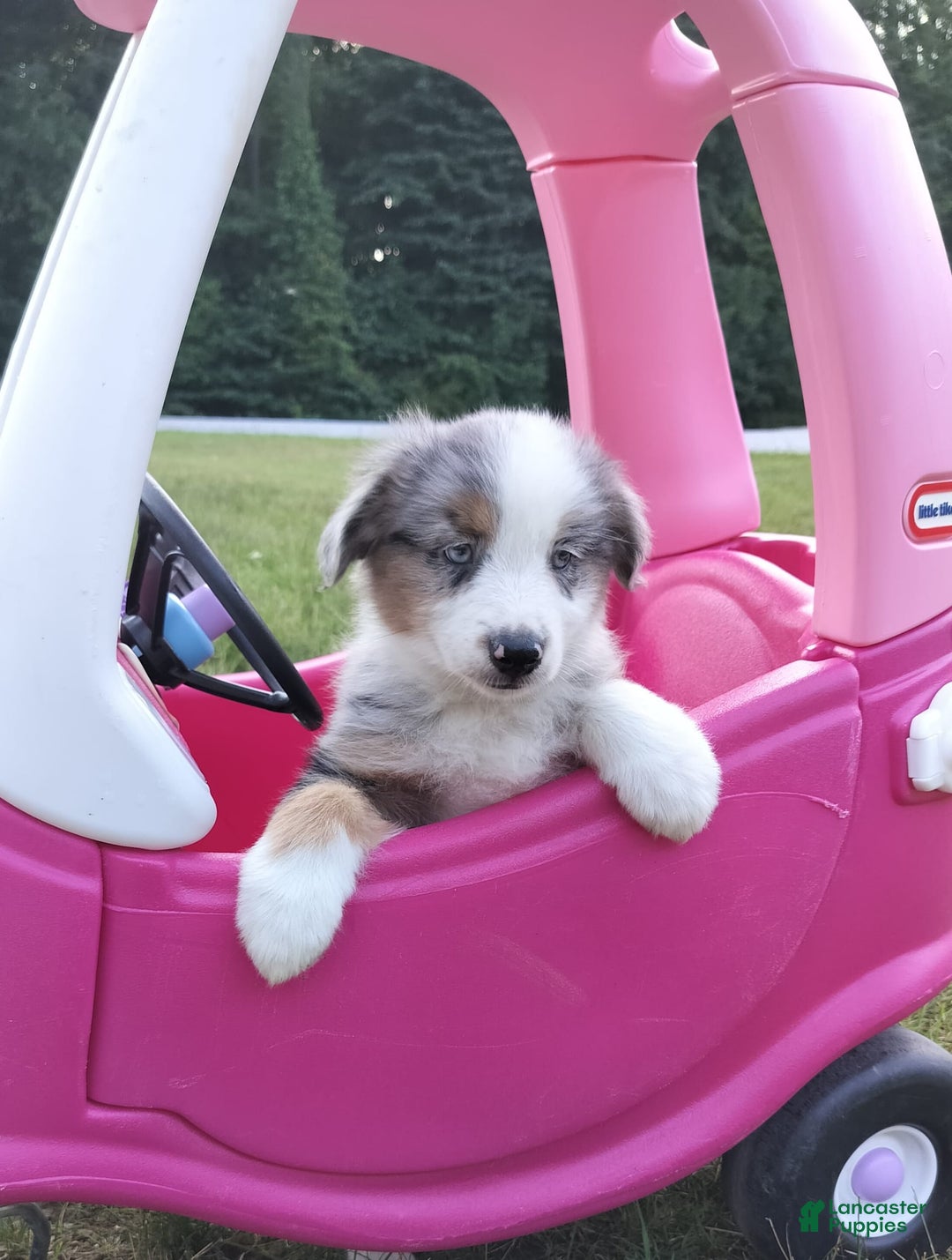 Miniature Australian Shepherd dogs for sale: Hendrik - Image 4