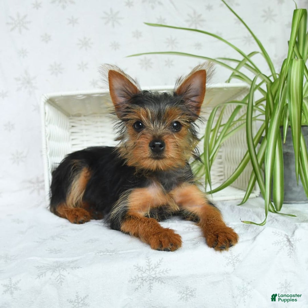 Yorkshire Terrier dogs for sale: Sophie - Image 6