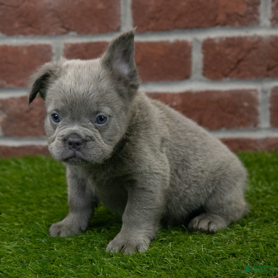 French Bulldog dogs for sale: Rusty - Image 4