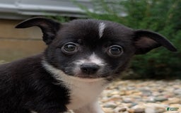 Pomchi dogs for sale: Mongoose - Image 1