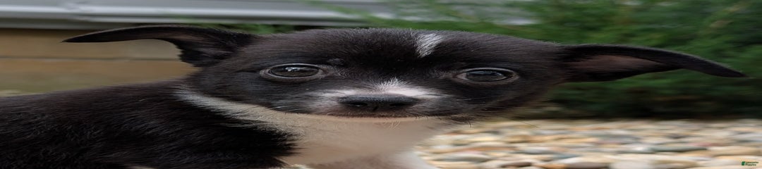 Mongoose