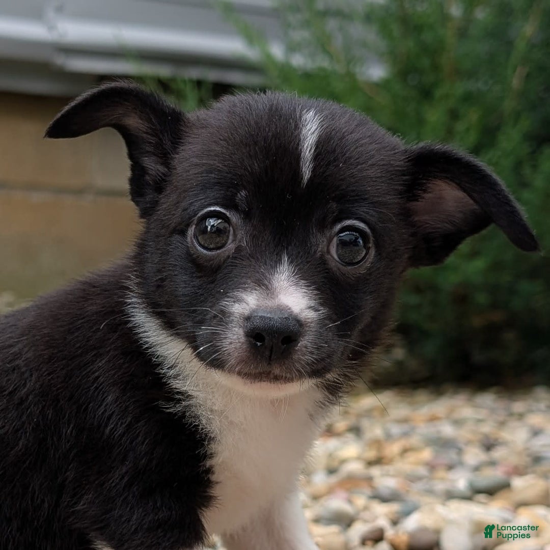 Pomchi dogs for sale: Mongoose - Image 1