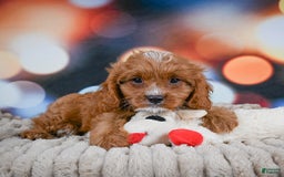 Cavapoo dogs for sale: Elvis - Image 9