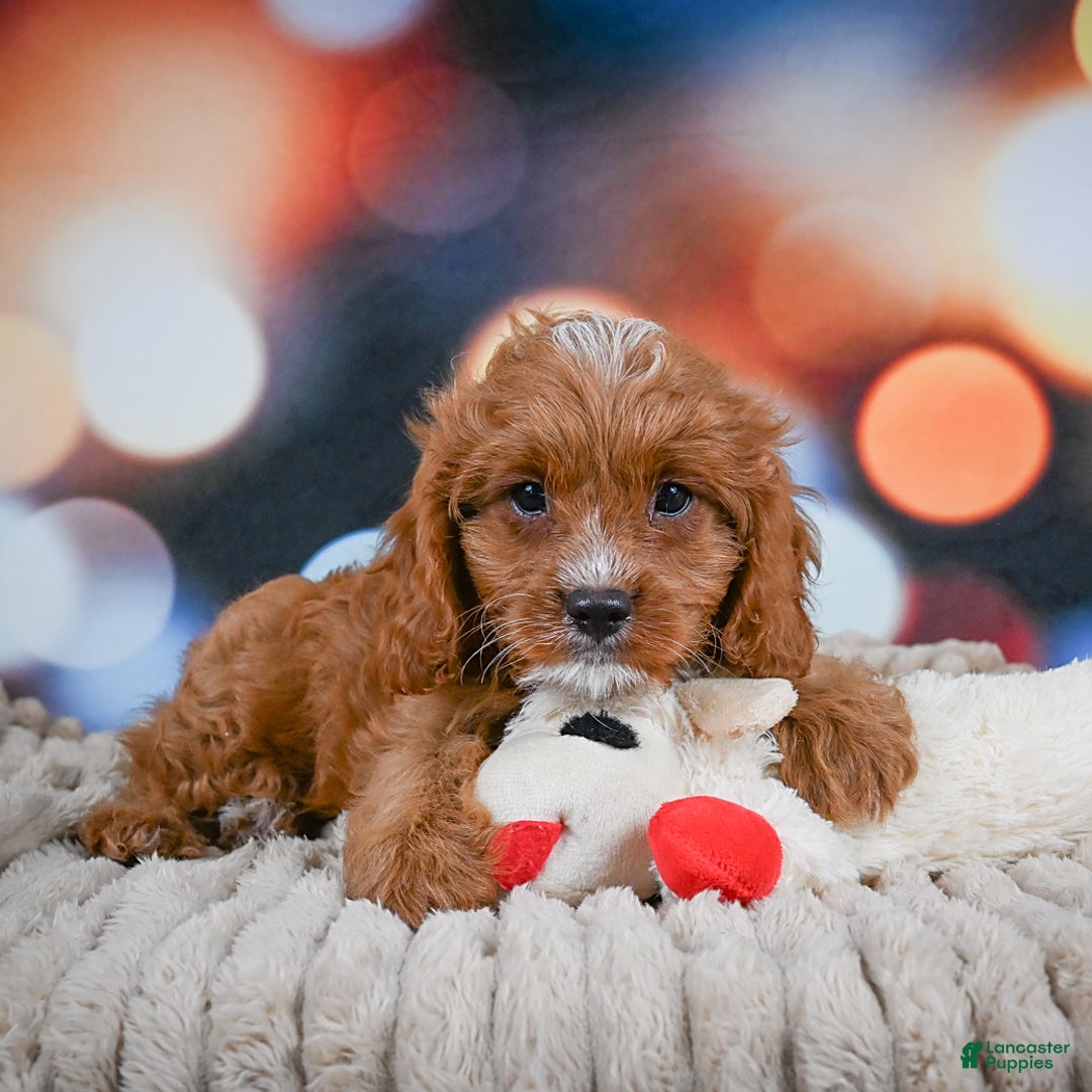 Cavapoo dogs for sale: Elvis - Image 9