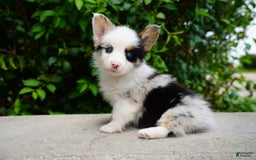 American Corgi dogs for sale: Blue - Image 1