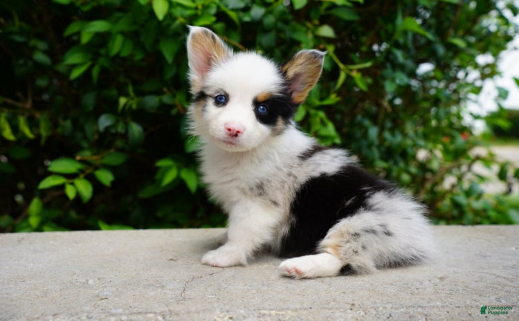 American Corgi dogs for sale - Ad 5