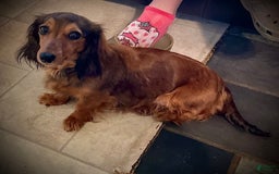 Miniature Dachshund dogs for sale: Donald - Petite - Image 6