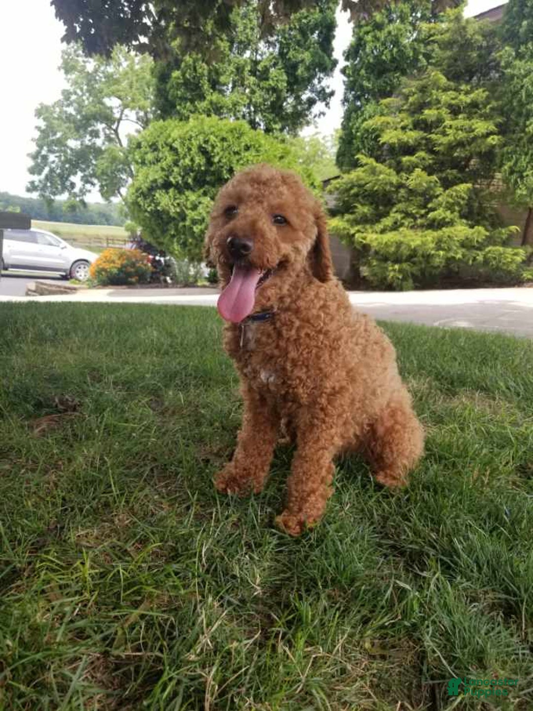 Goldendoodle dogs for sale: Lanie - Image 13