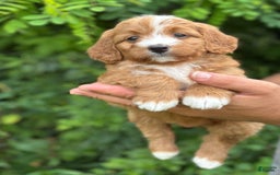 Bernedoodle dogs for sale: Autumn - Image 7